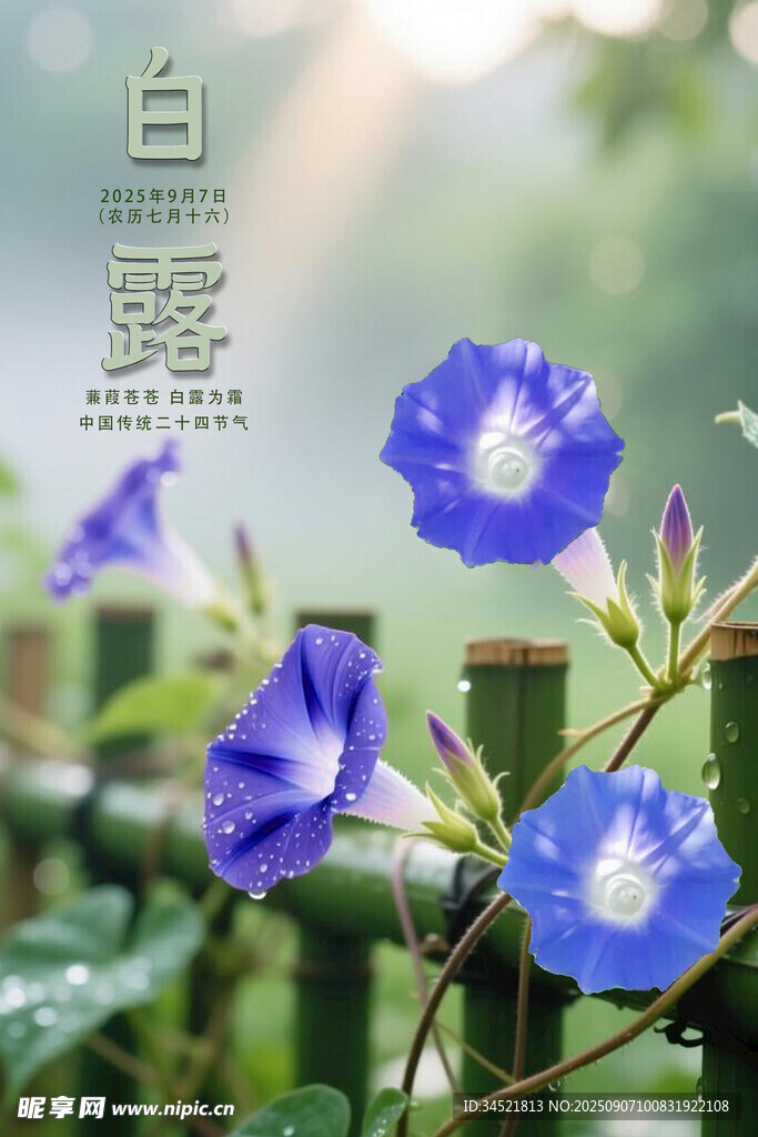 白露時節(jié)的藍(lán)牽?；? />
                            </div>
                    </div>
                </div>



                <div   id=