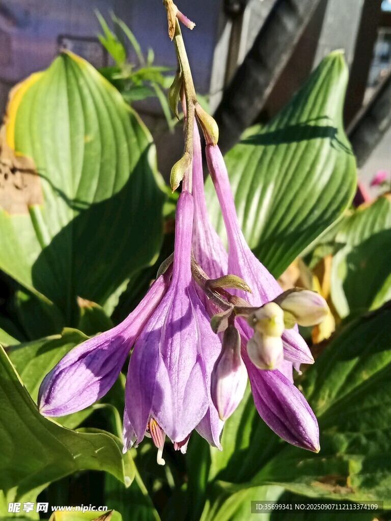 紫色玉簪花特寫