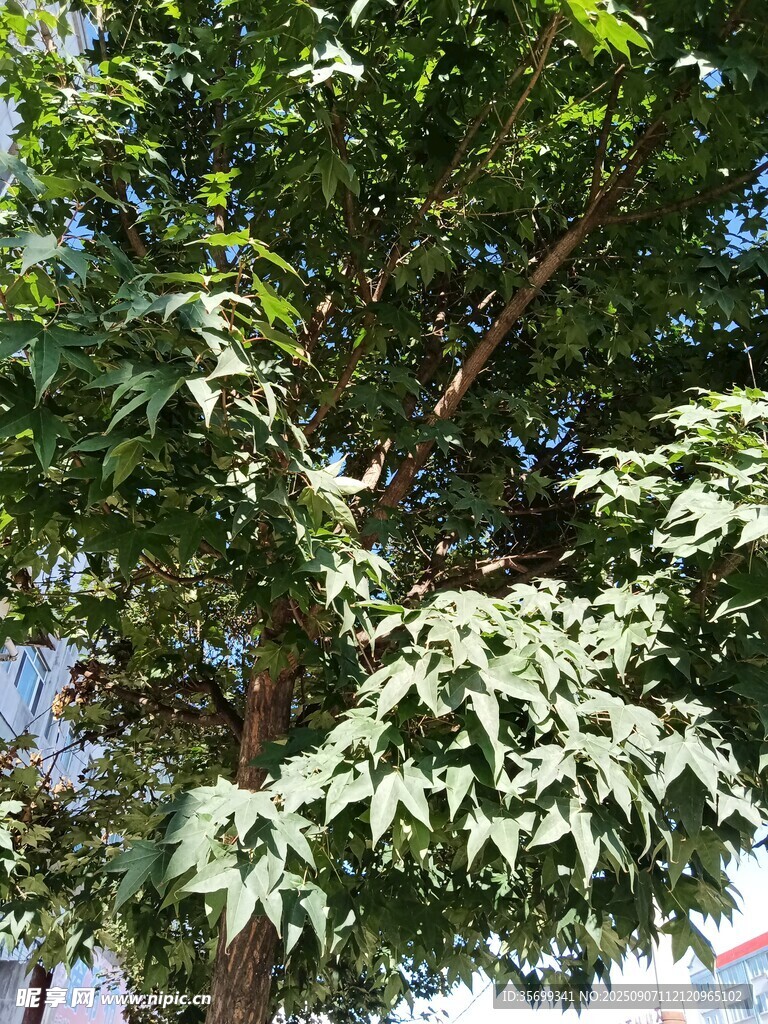 綠葉繁茂的樹(shù)木