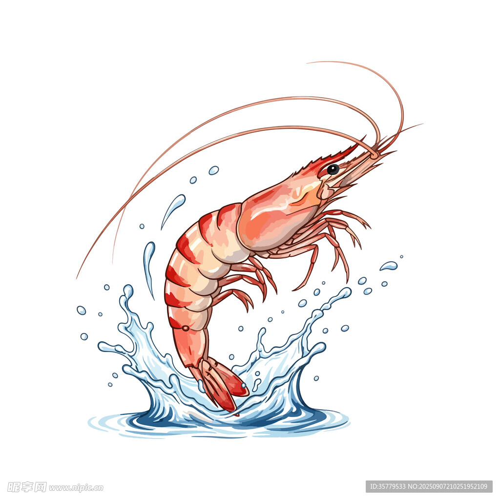 鮮蝦插圖