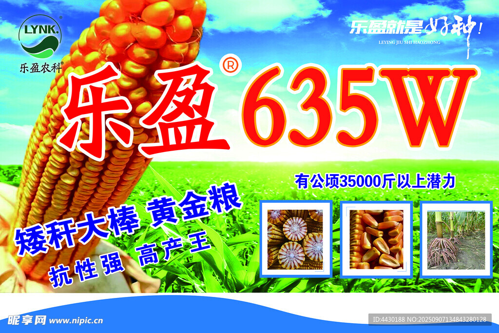 玉米種子