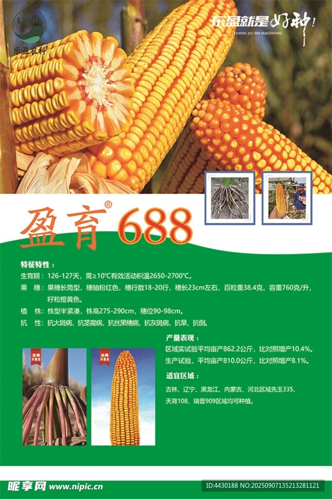 玉米種子