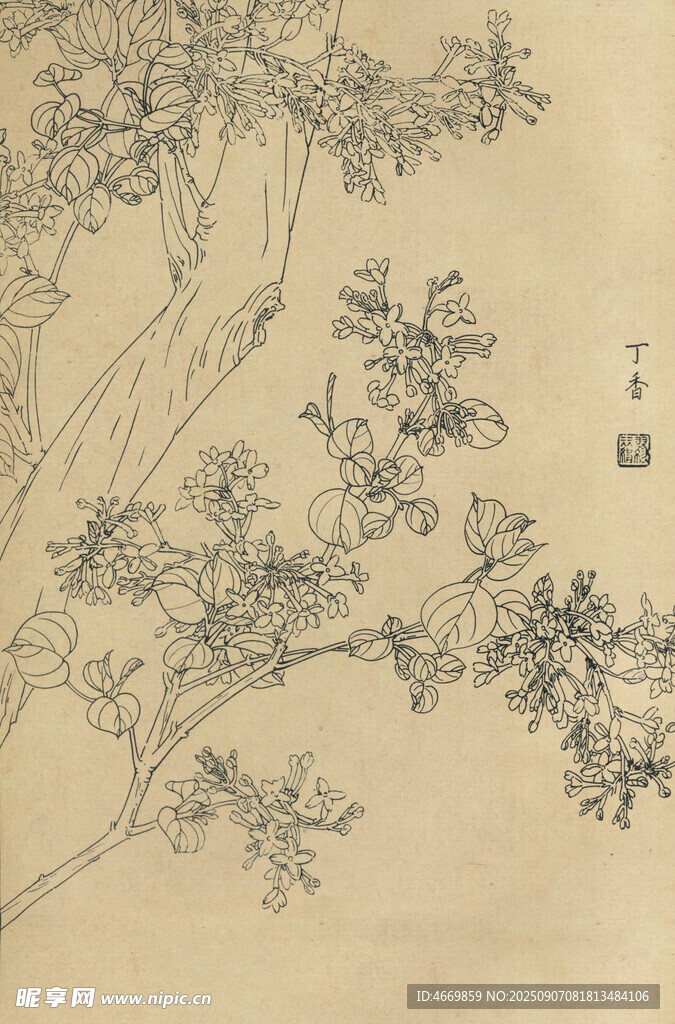 丁香