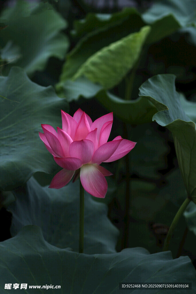紅色荷花 