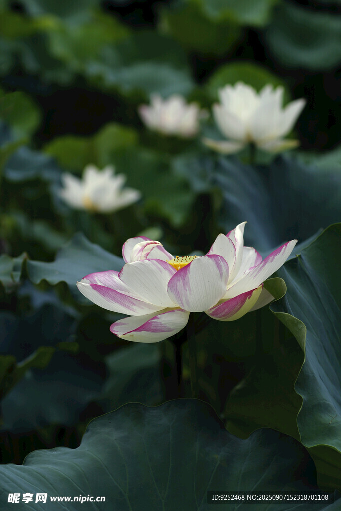 荷花 綻放