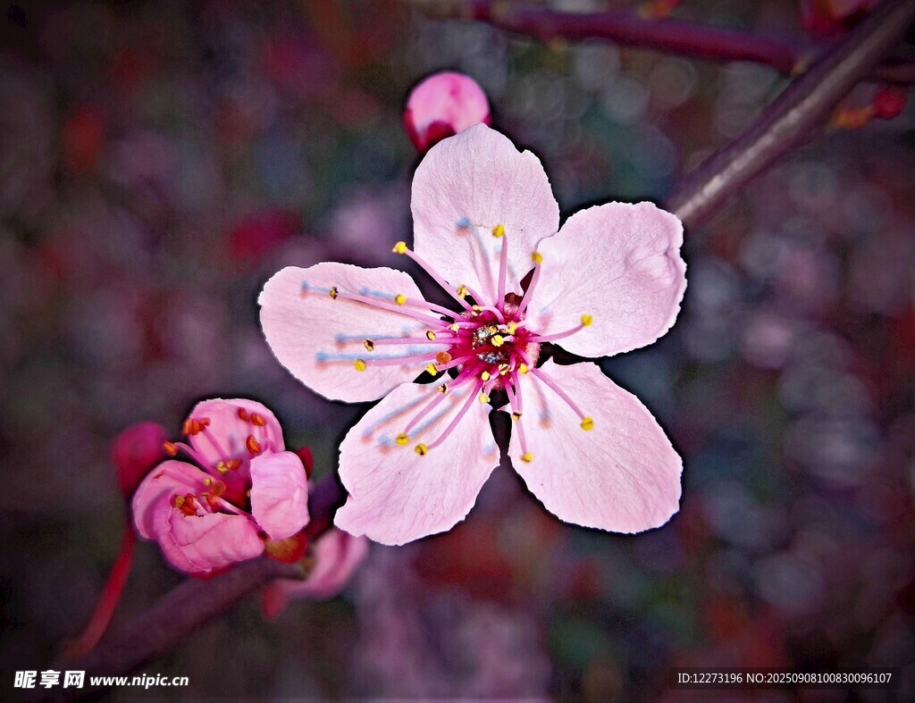 嬌艷桃花綻放