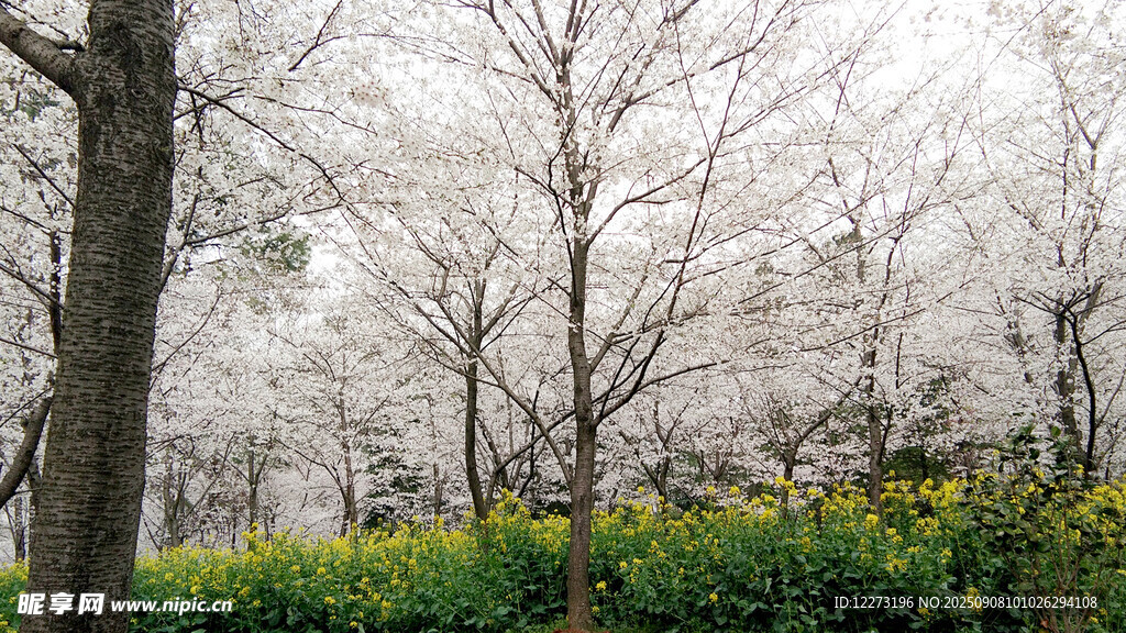 春日林間繁花與嫩黃小花