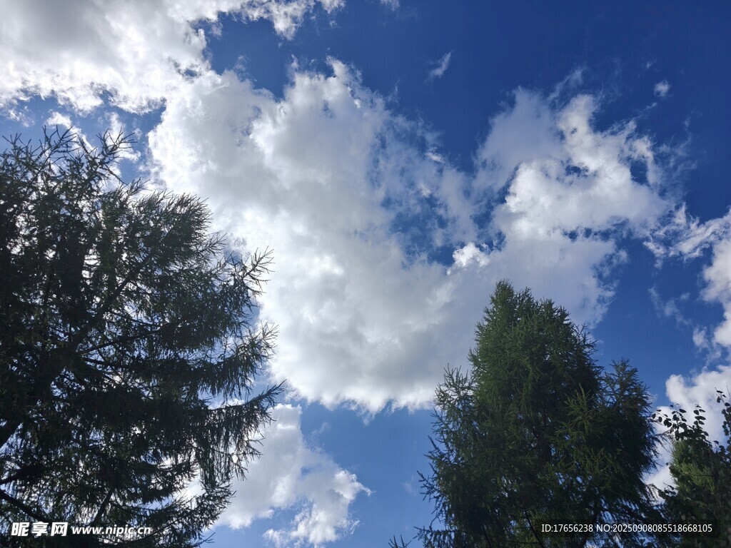 藍天白云下的蔥郁樹木