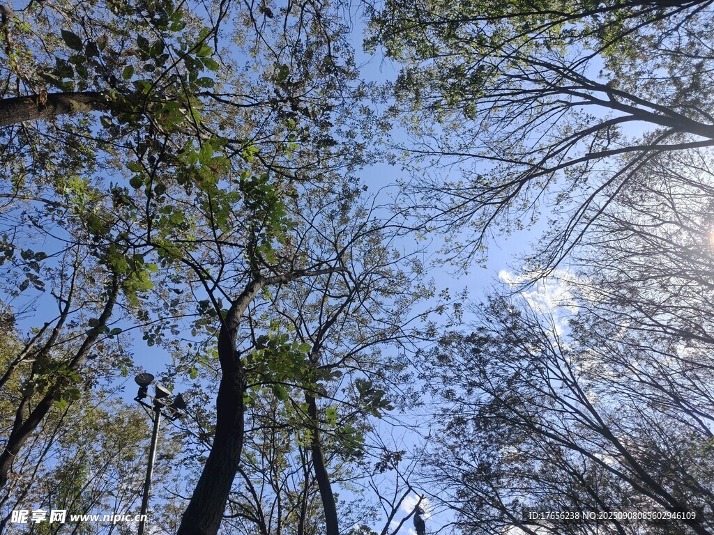 仰望秋日林間斑駁天空