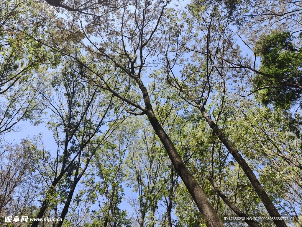仰視蔥郁樹林藍天景象