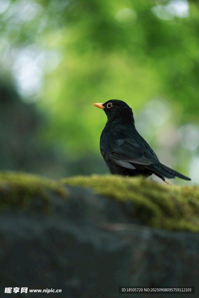 石上黑鳥(niǎo)