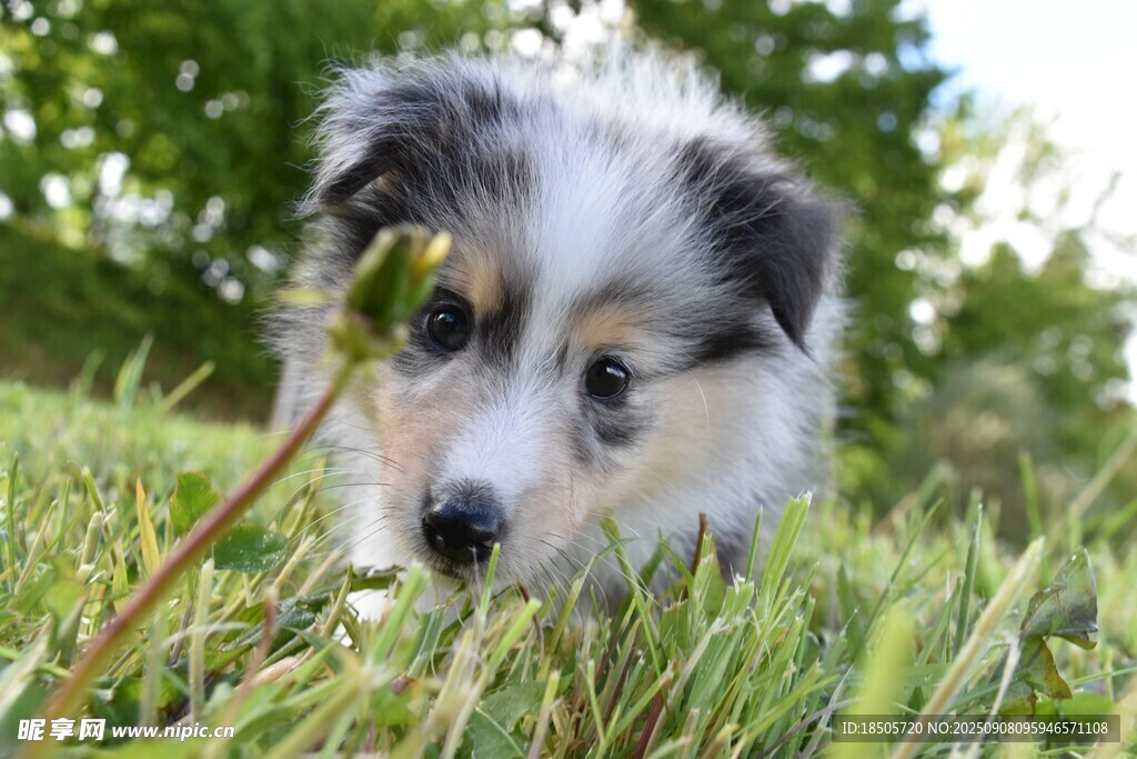 草地上的可愛小牧羊犬