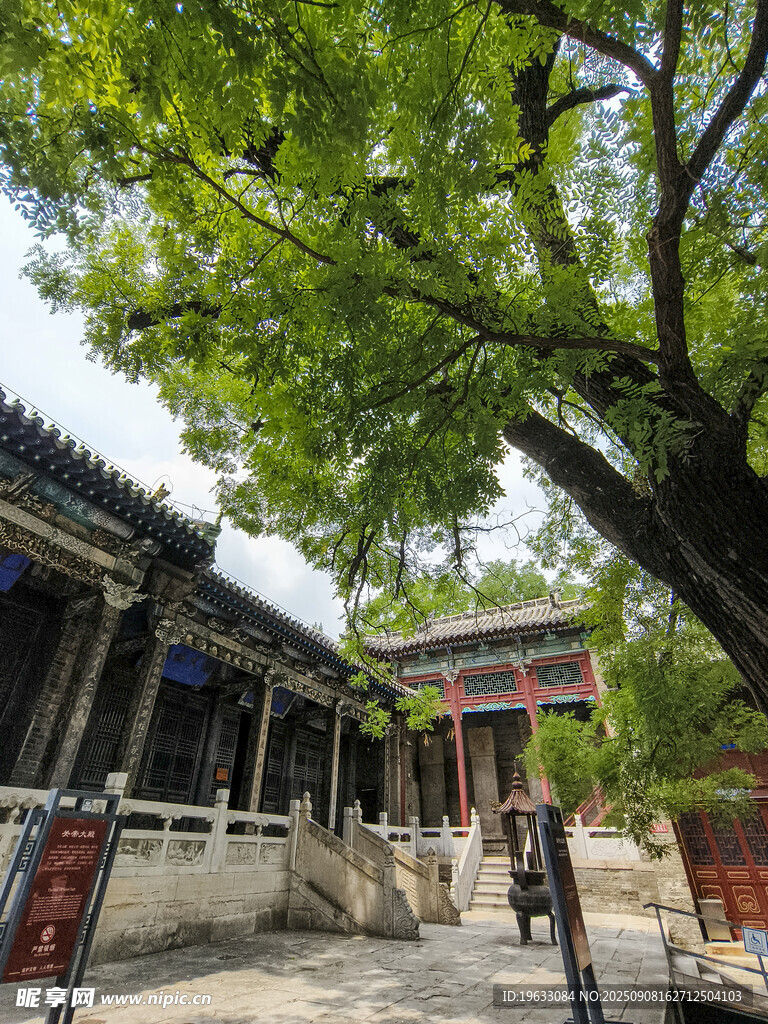 古建庭院中的綠蔭景致