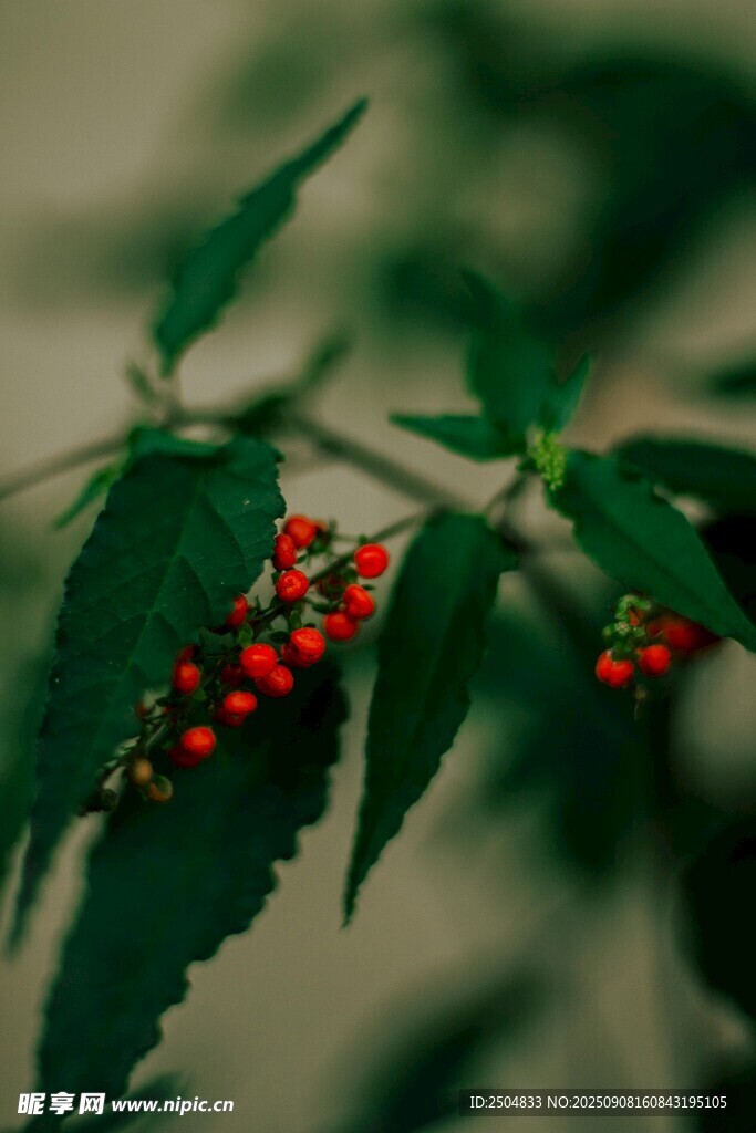 紅果綠葉植物特寫
