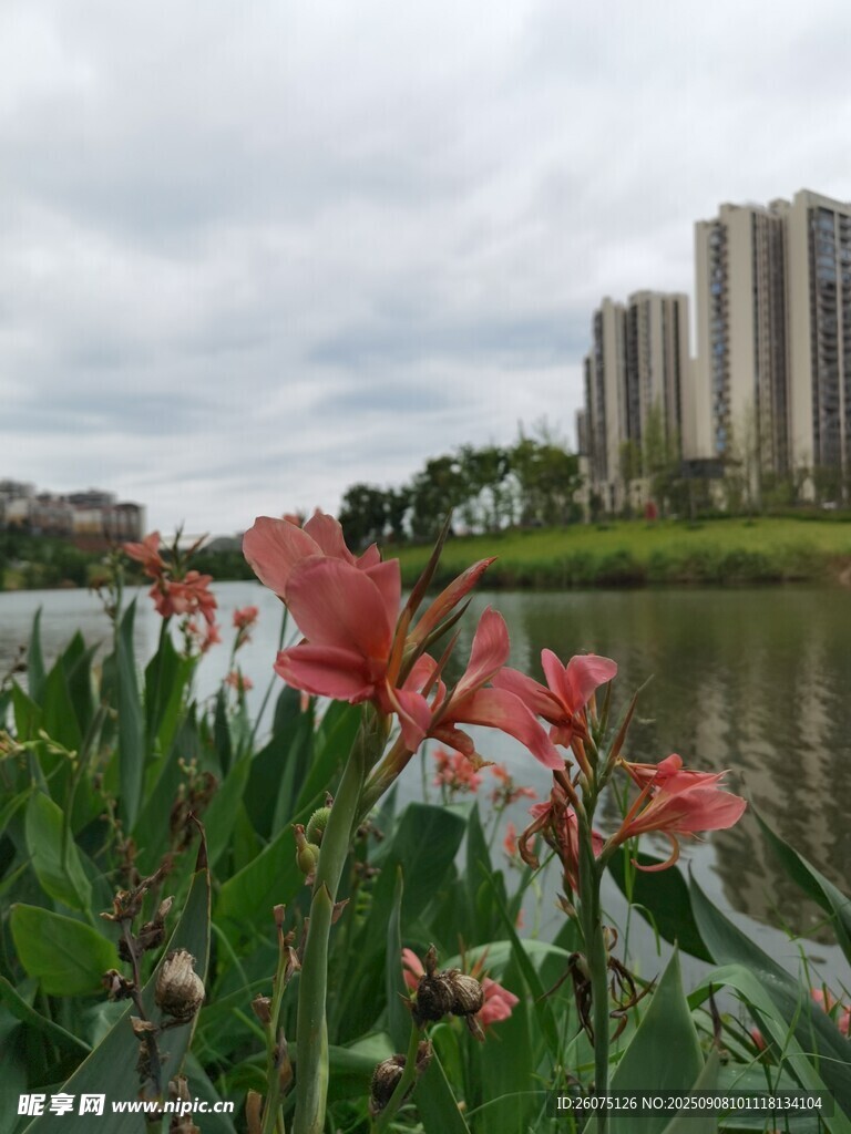 湖畔紅花與遠處高樓