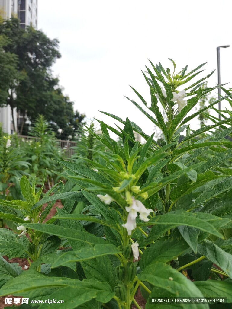 綠葉白花的蓬勃芝麻植株景觀