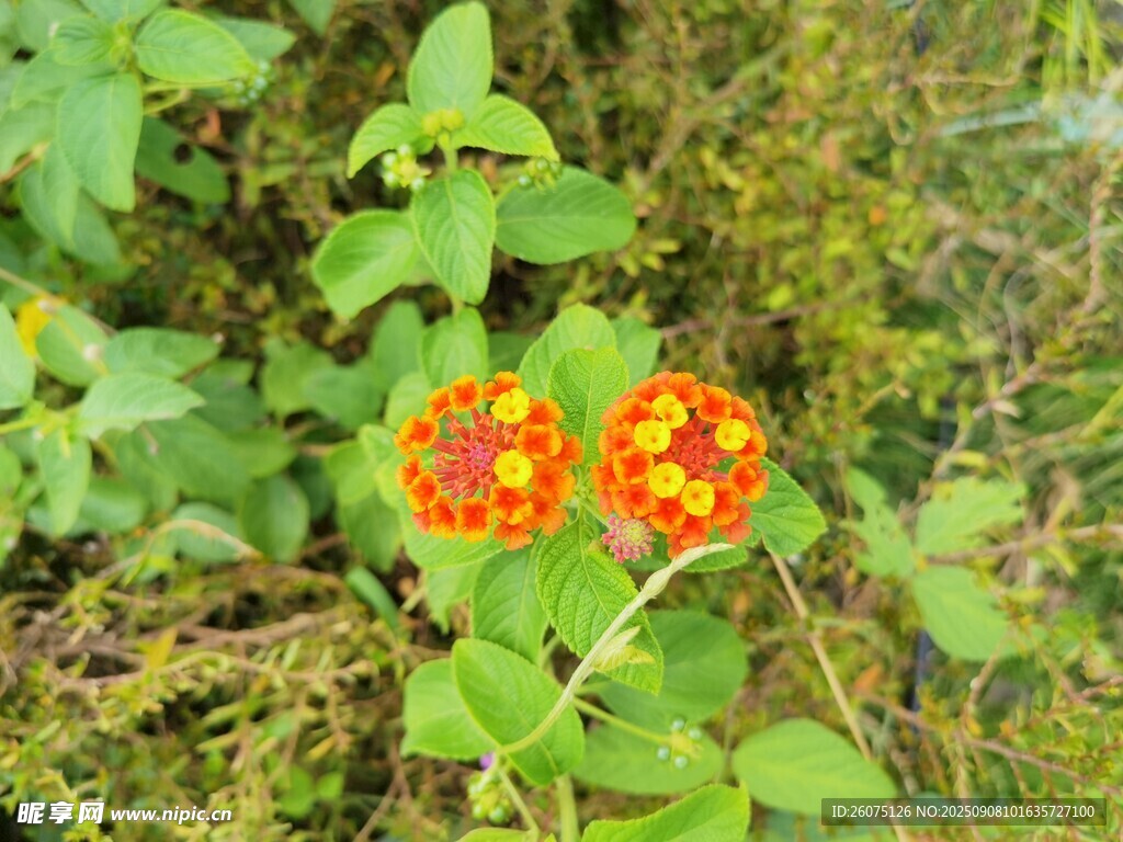 兩朵橙紅小花綻放草叢