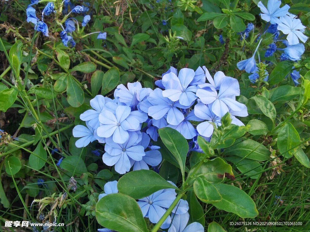 藍(lán)雪花綻放于草叢