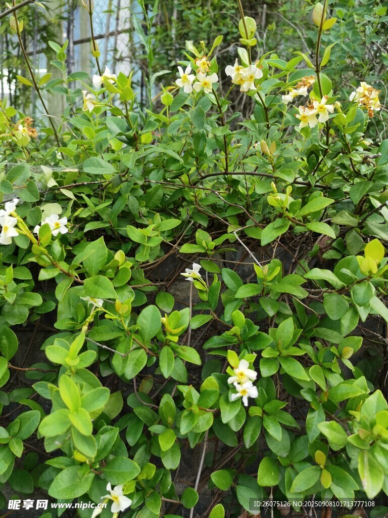 綠葉間綻放的白色小花