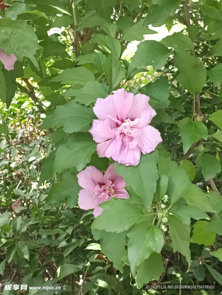粉色木槿花綻放于綠葉間
