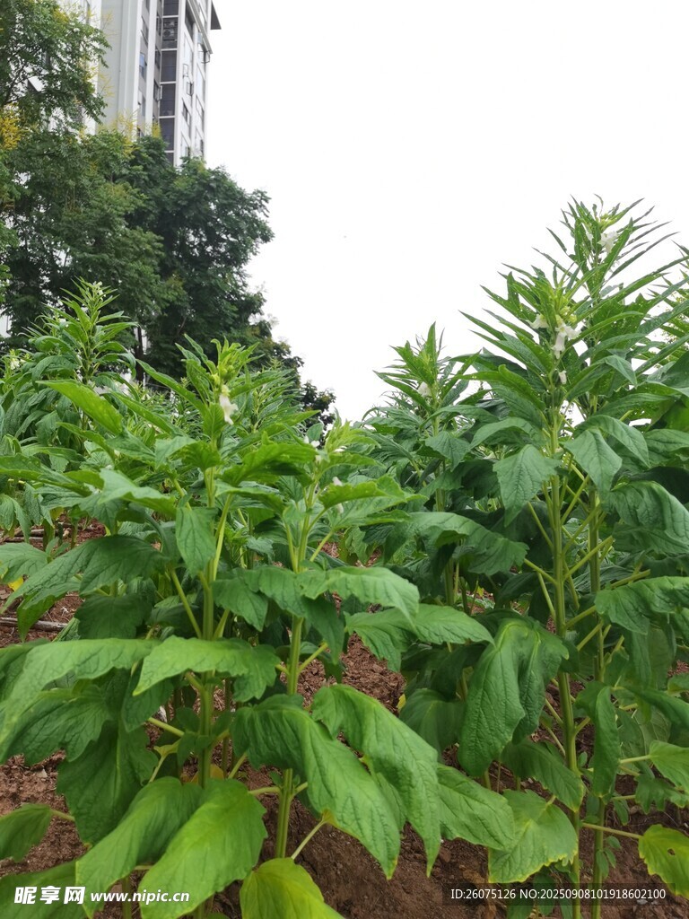 地里芝麻植株景觀