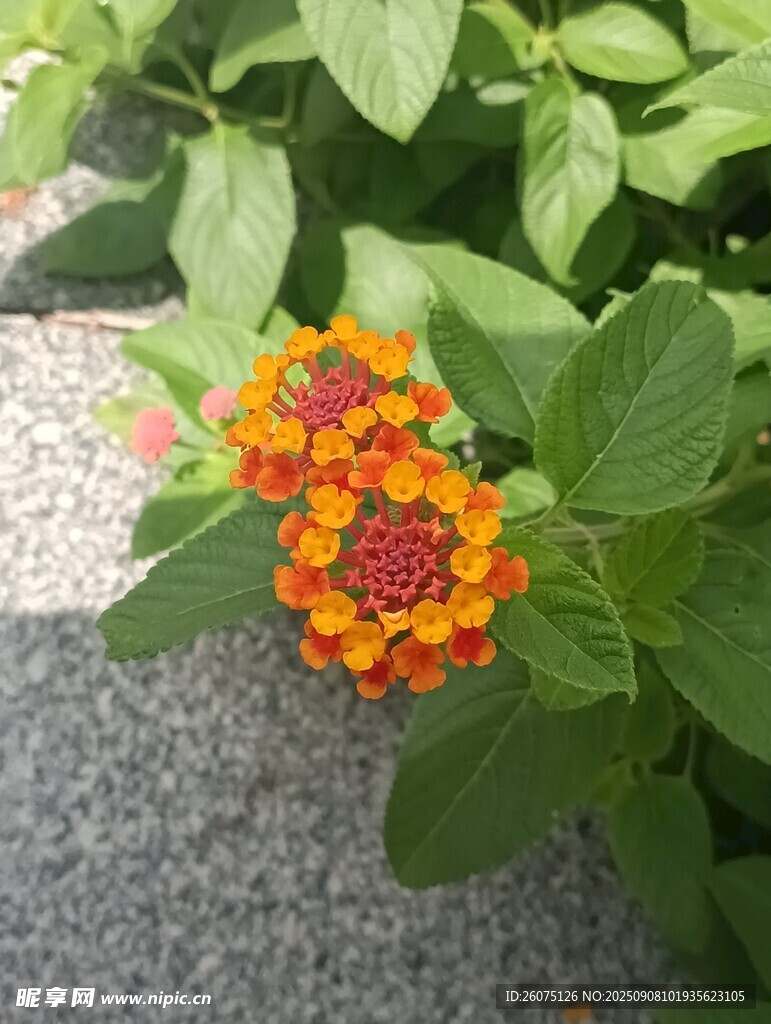 鮮艷橙紅花朵綻放綠葉間