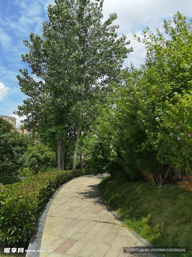 林間小徑綠意盎然的景致
