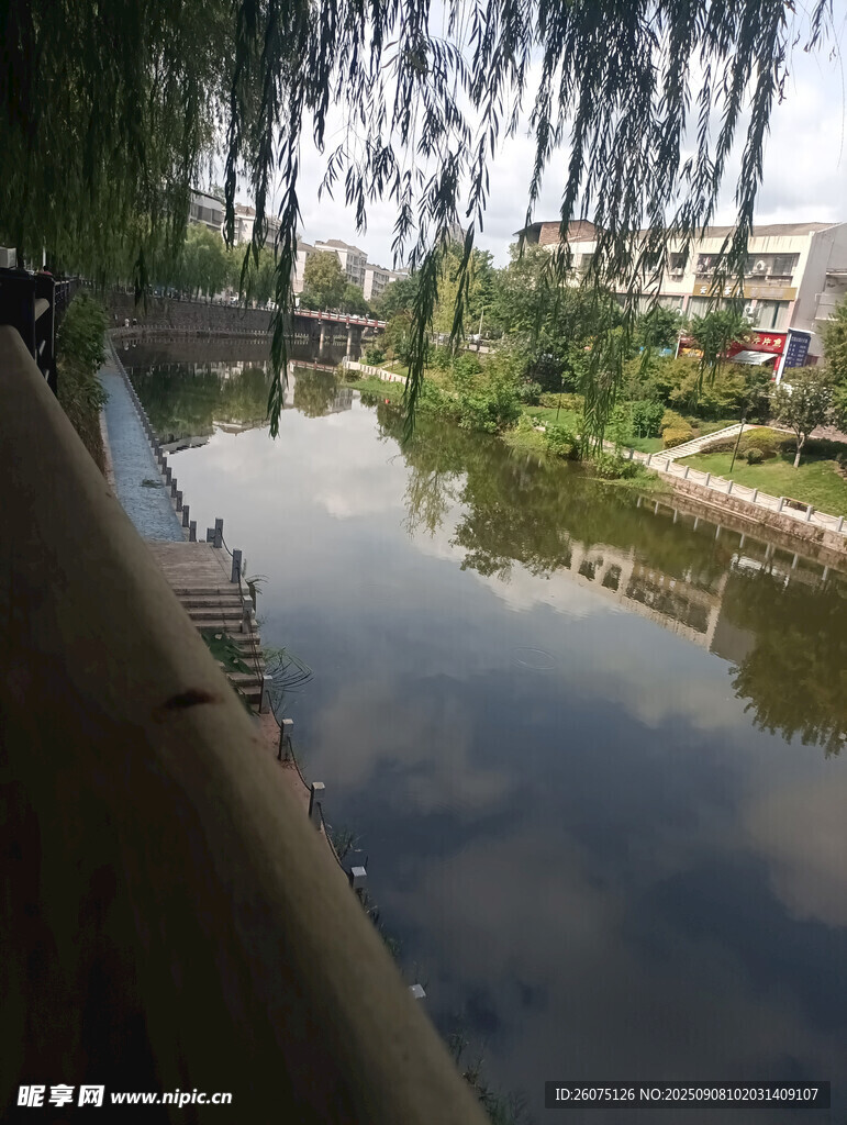 河畔垂柳映綠水景