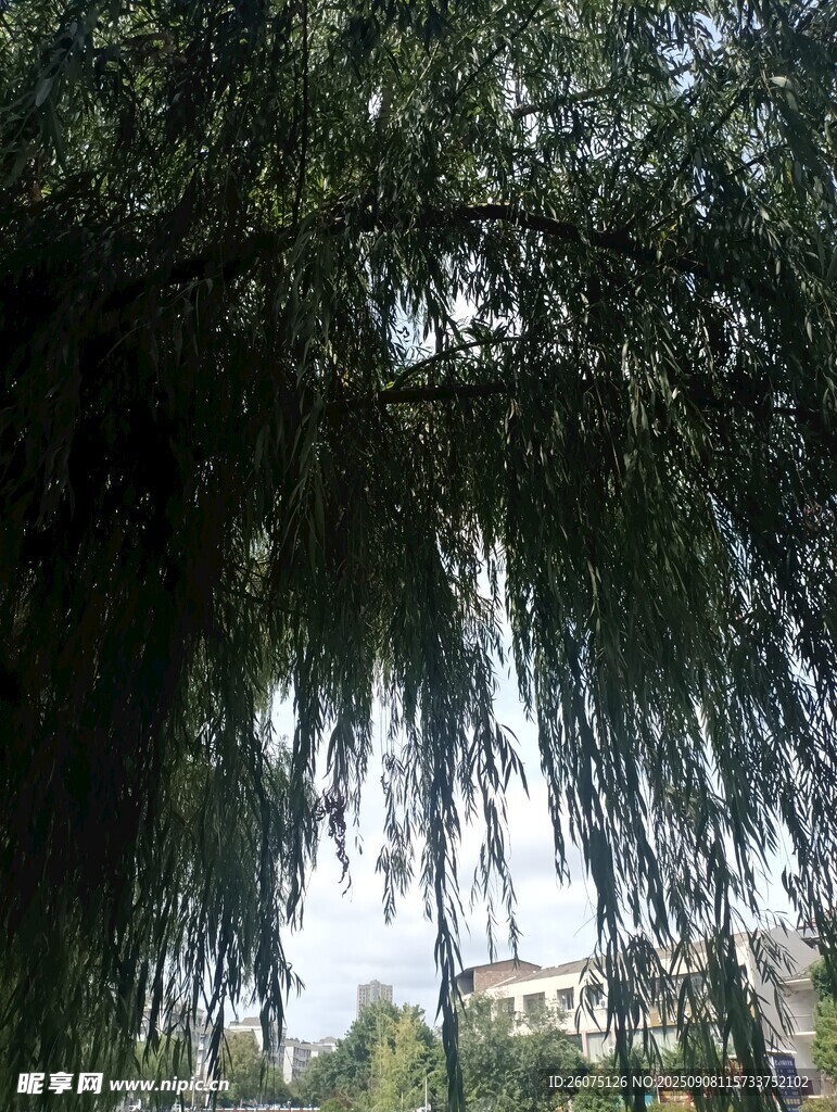 垂柳依依綠意盎然