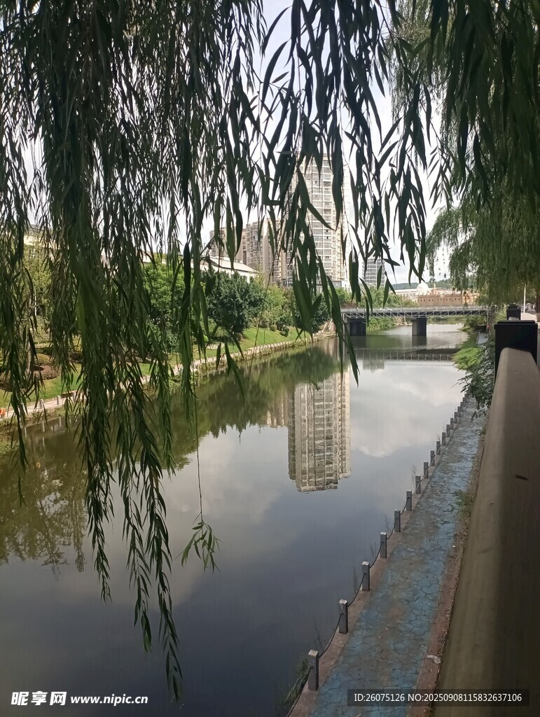 河畔垂柳映景