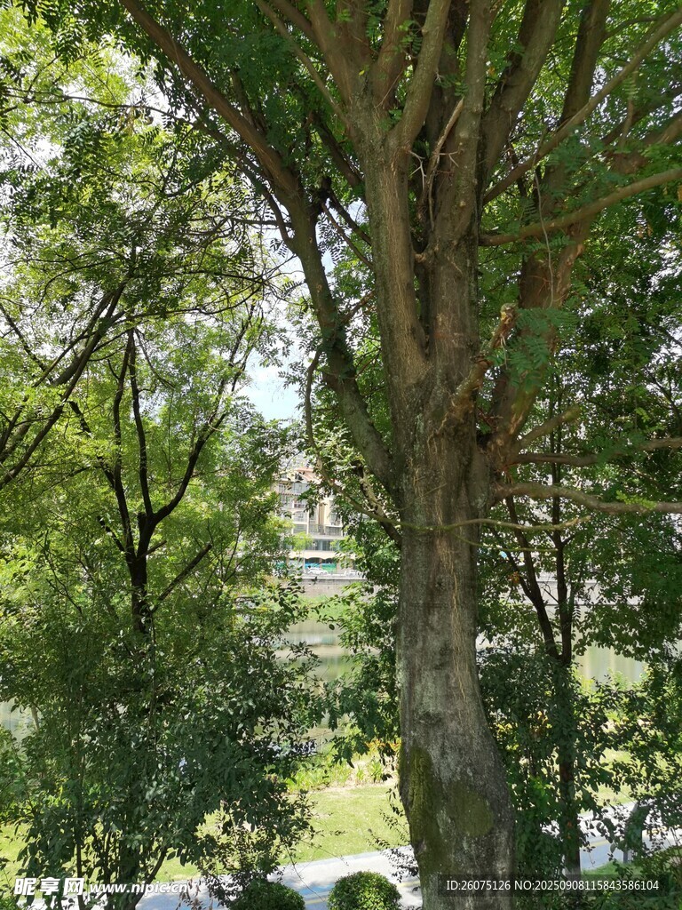 夏日蔥郁樹(shù)木風(fēng)景