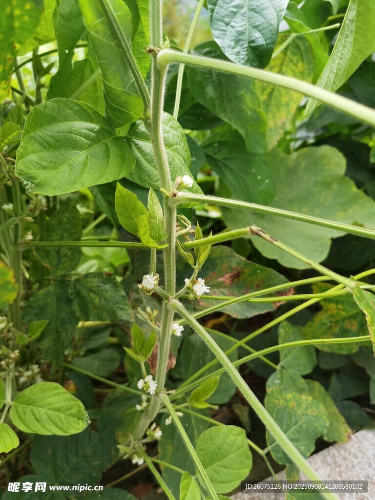 帶刺綠豆植株特寫