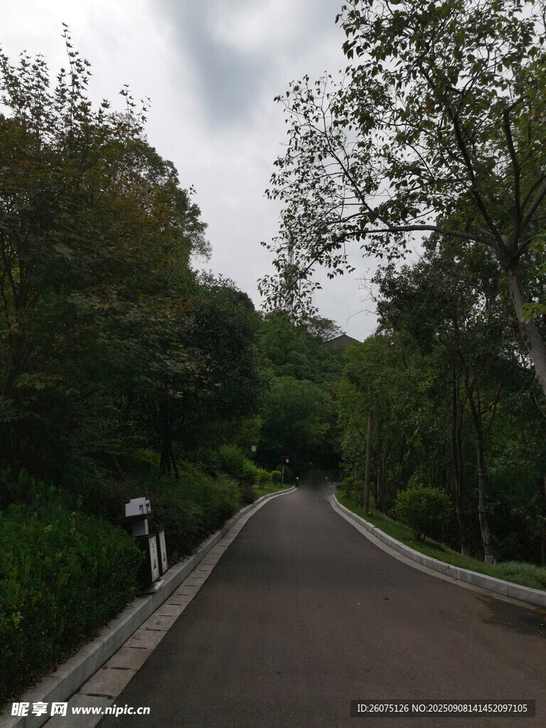 林間幽靜小路