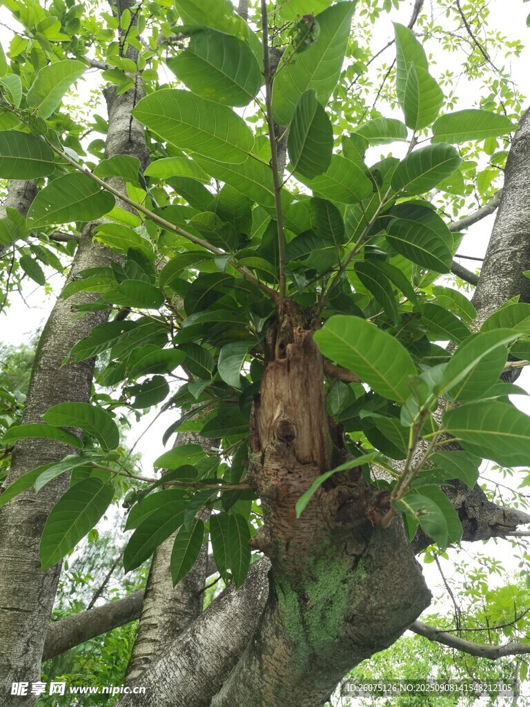 樹上繁茂綠葉環(huán)繞