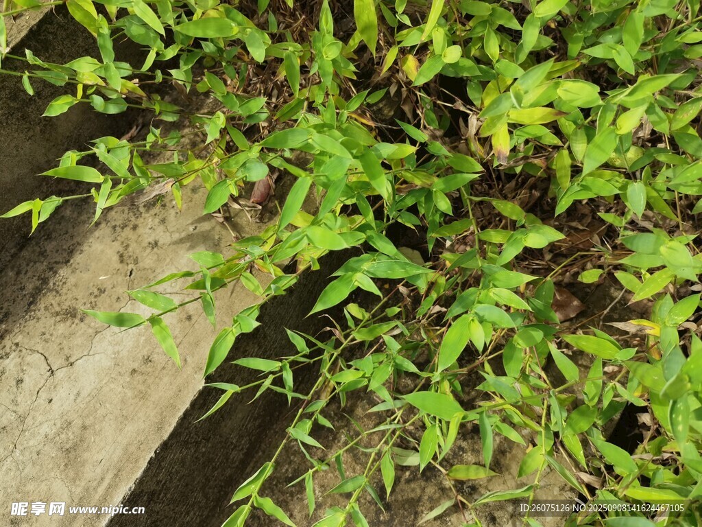 臺(tái)階旁生長(zhǎng)的嫩綠植物