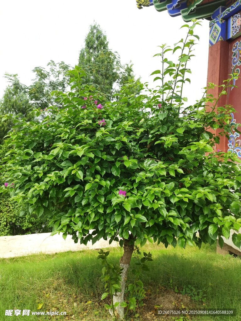 庭院中的茂盛綠植