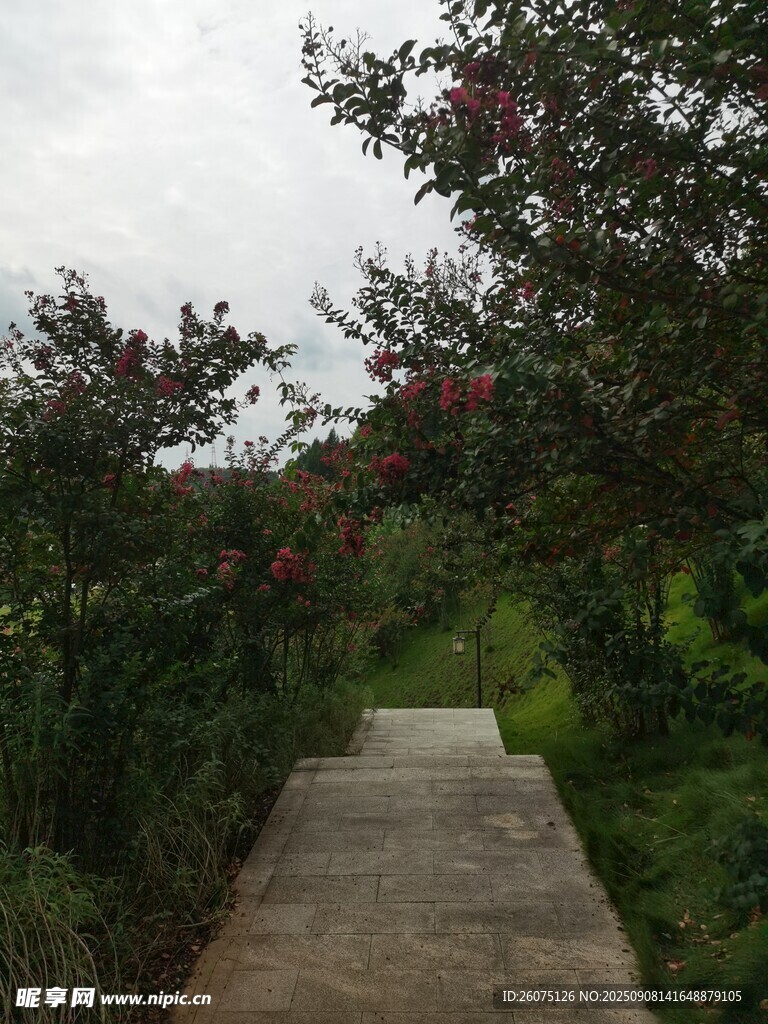 林間小徑繁花相伴