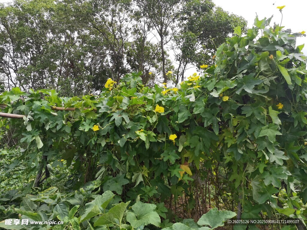藤蔓植物與黃花繁茂景象