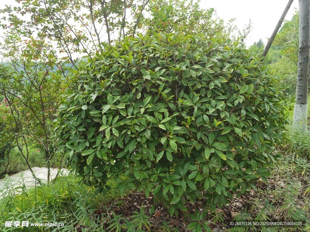 球形綠植生機(jī)盎然