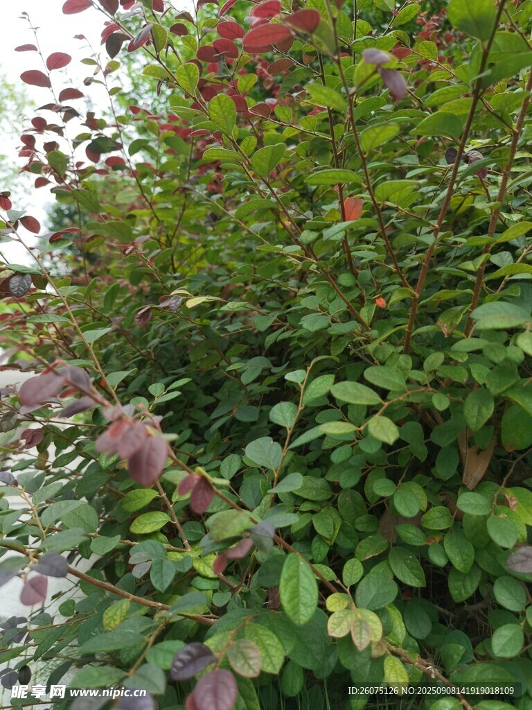 綠葉繁花的植物景觀