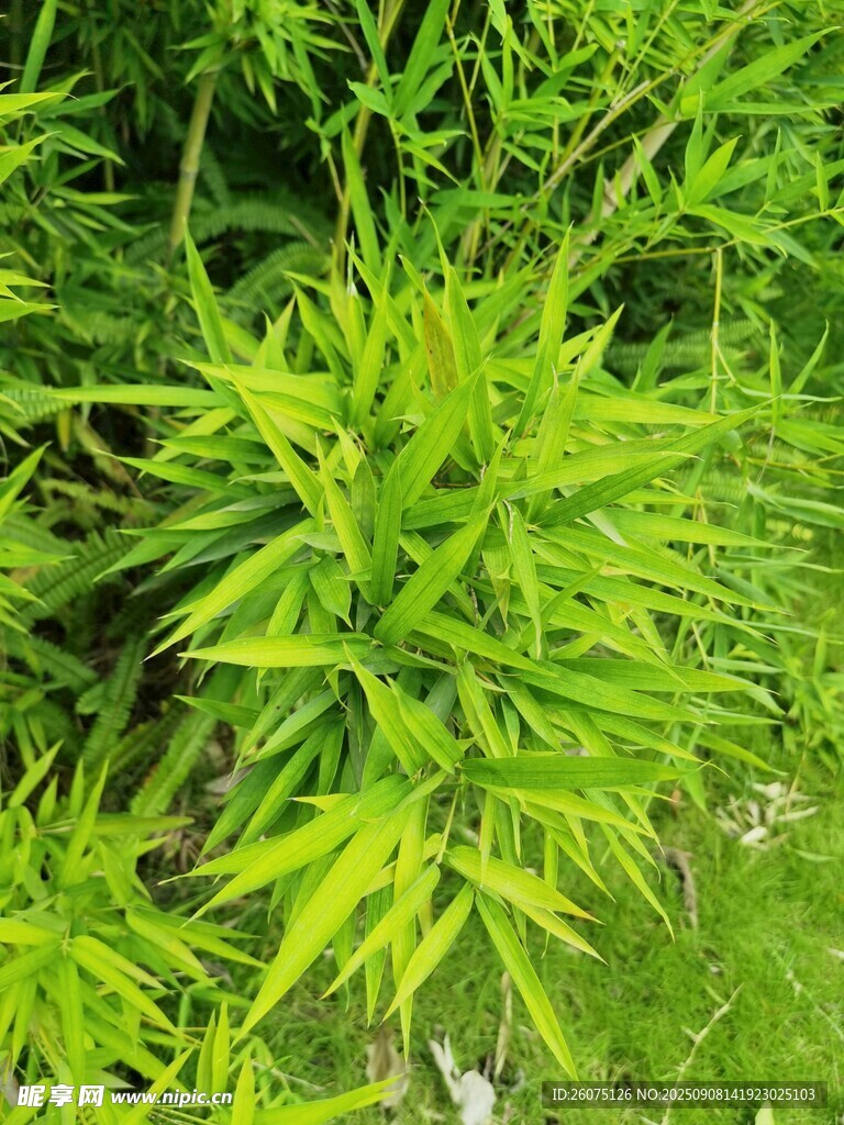 翠綠竹葉盡顯自然生機