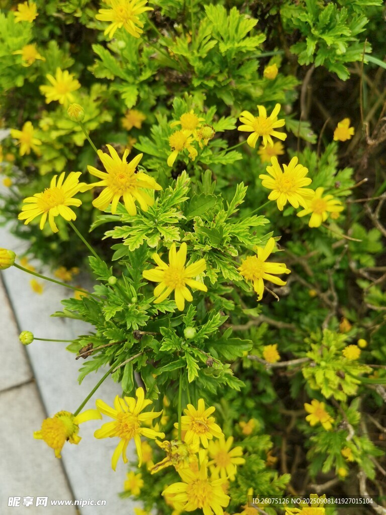 黃色菊花綻放于綠葉間