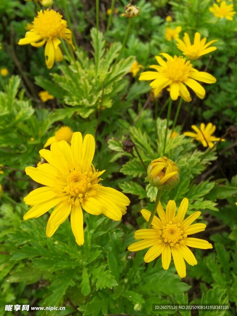 黃色菊花綻放于綠葉間