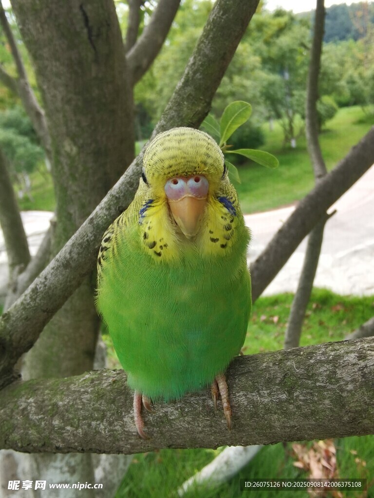 枝頭綠鸚鵡特寫