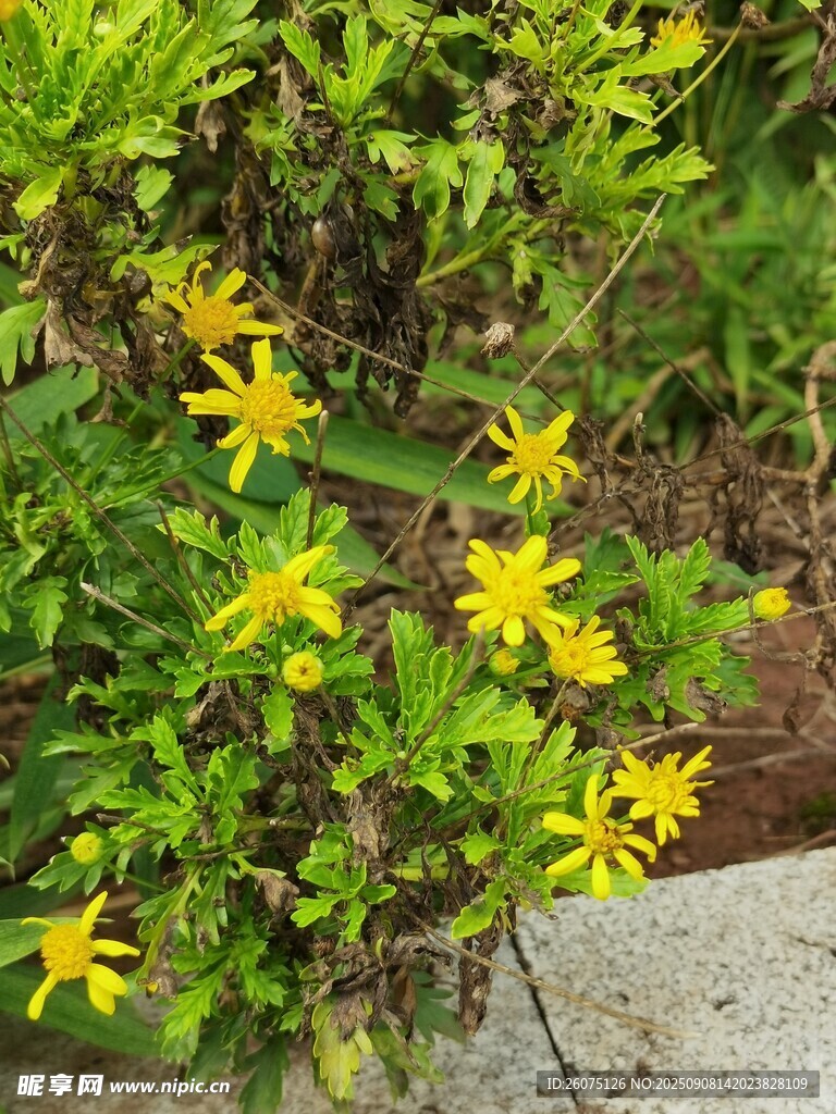黃色菊花綻放于綠葉間
