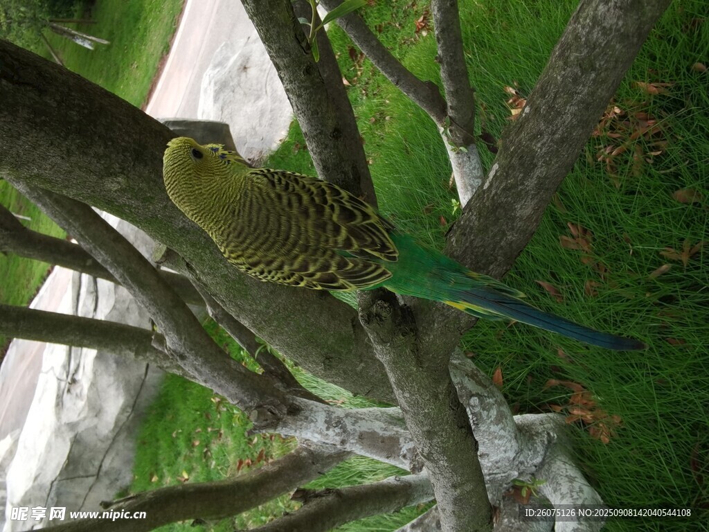 樹枝上的翠綠鸚鵡