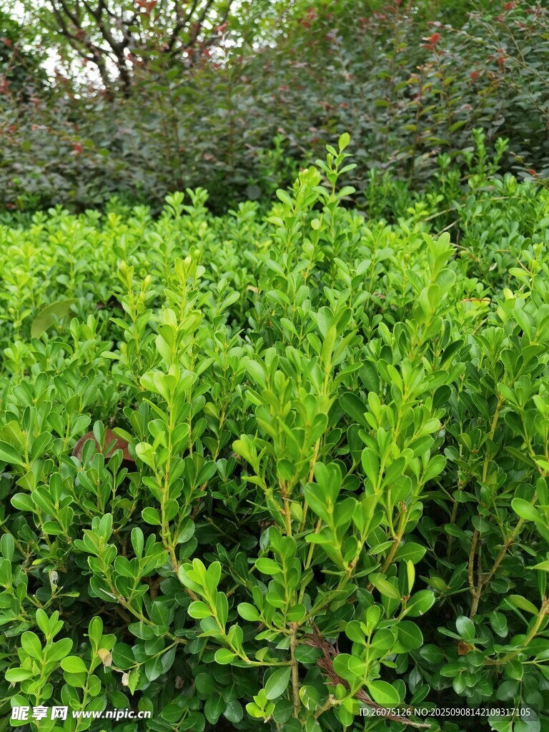 翠綠繁茂的灌木叢景觀