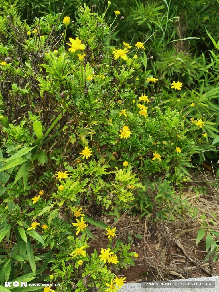 盛開(kāi)的黃色菊花與綠葉