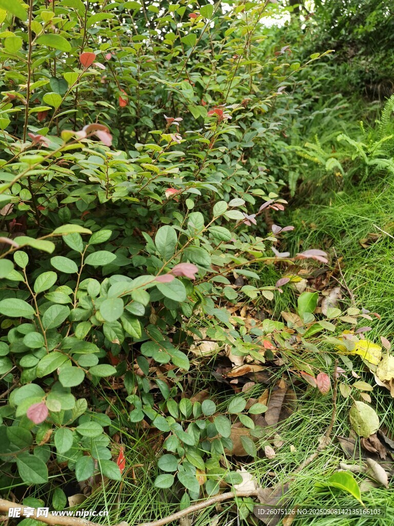 繁茂綠植的自然景象
