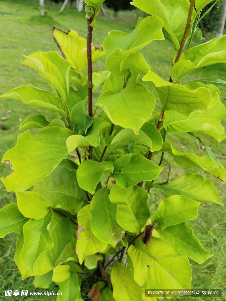 翠綠繁茂的綠植植株